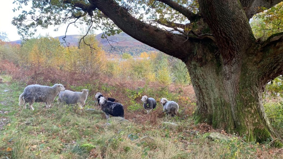 Sheep under wide tree is stunning British landscape